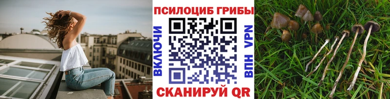 где купить наркоту  Екатеринбург  Галлюциногенные грибы Psilocybe 